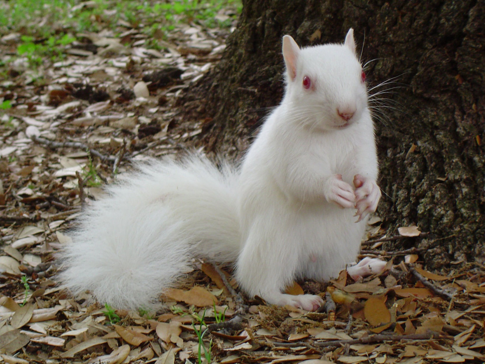 2004 squirrel